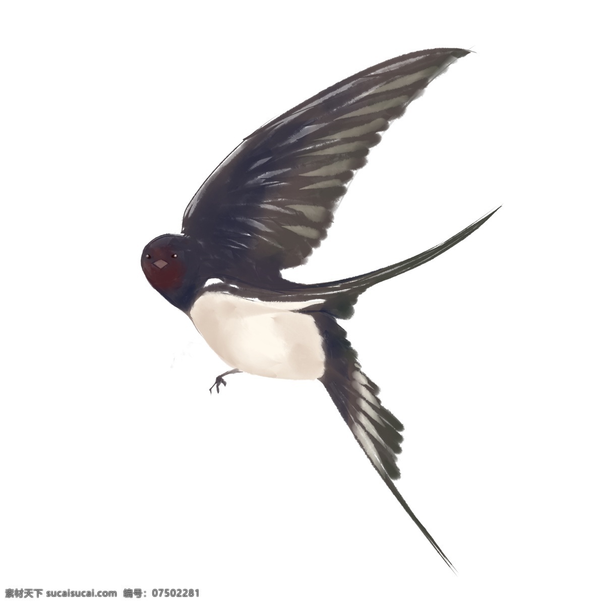 手绘 回头 燕子 插画 可爱的燕子 黑色的燕子 白色的肚子 飞翔的燕子 手绘燕子插画 创意燕子插画