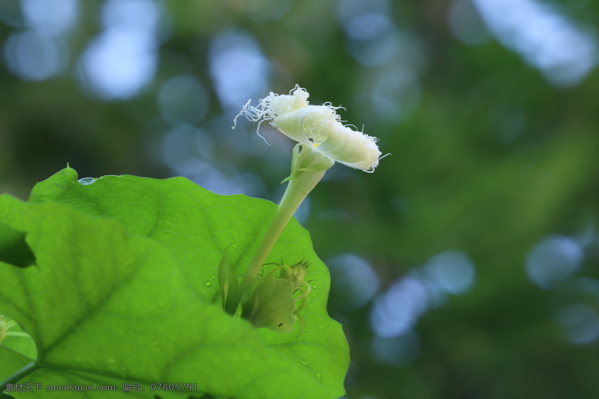 瓜蒌花儿 栝楼 花儿 花朵 花卉 植物 花草 攀缘草本 花卉大观园 生物世界