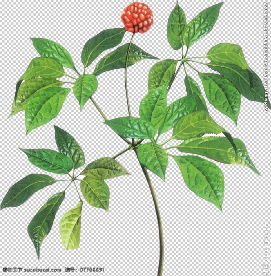 中药三七 三七 中医疗养 中医养生 中医 中医文化 中医展板 中医画册 中医海报 中医馆 中医挂画 中医挂图 中医保健 中医国画 中医图片 中医墙画 中医人物 中医院 中医宣传 中医名医 中医把脉 中医养生文化 中医养生展板 中医养生画册 中医文化墙 养生 养生文化 平面设计