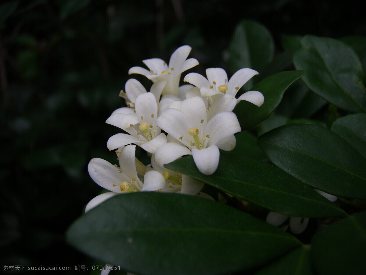 茶花免费下载 白色小花 茶花 茶叶 绿叶 生物世界