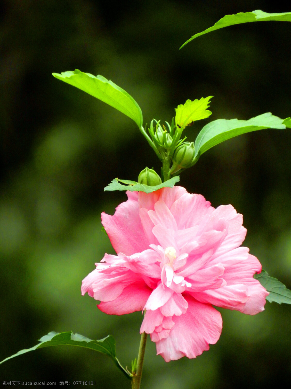 木槿花 花朵 花瓣 盛开 鲜花 粉色 绿叶 叶子 生物世界 花草