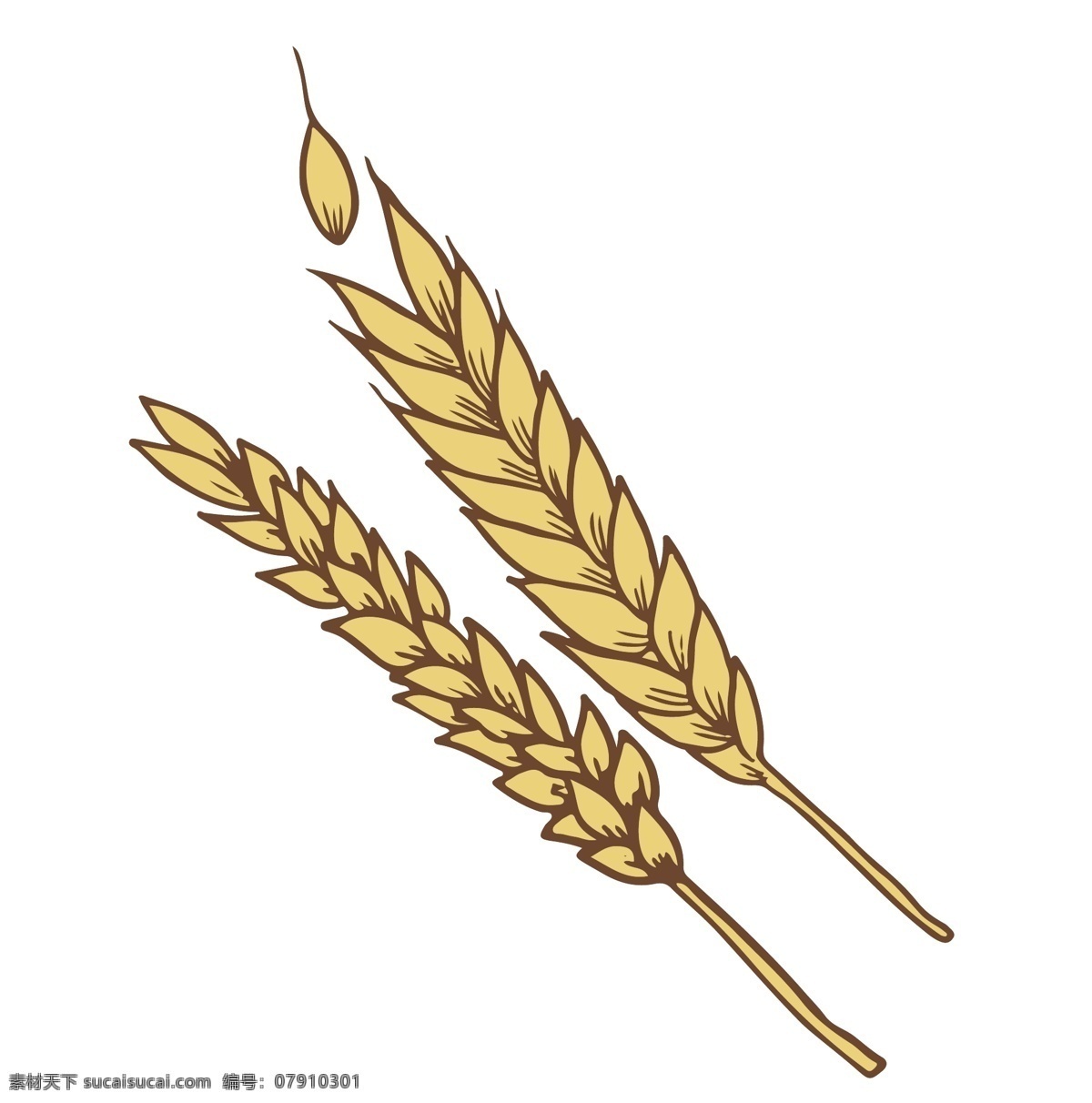 黄色成熟麦子 麦子 麦穗 农作物