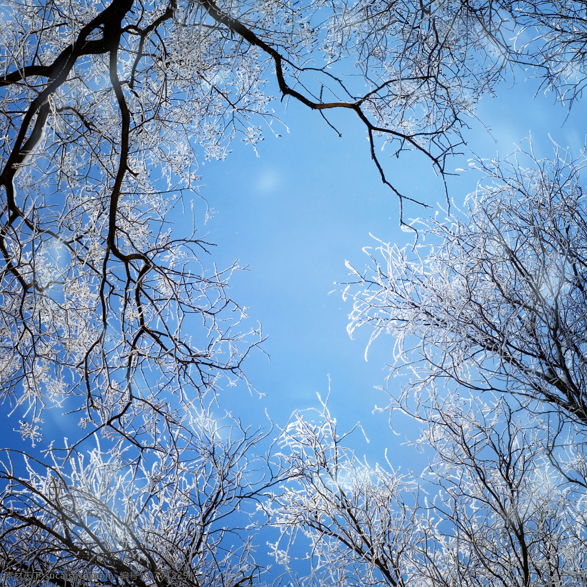 仰视 树木 冬季 雪景 天空 树枝 白雪 冬天 风景 风光 树木树叶 生物世界