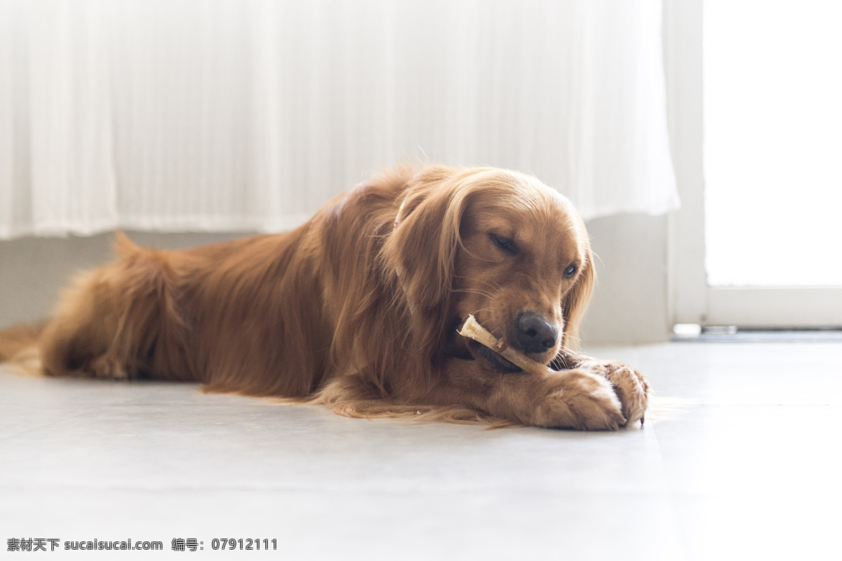 狗狗在吃骨头 金毛 大狗 犬类 大黄狗 长毛狗 长毛犬 大型犬 骨头 狗啃骨头 狗吃骨头 居家 家具 窗帘 窗户 生物世界 其他生物