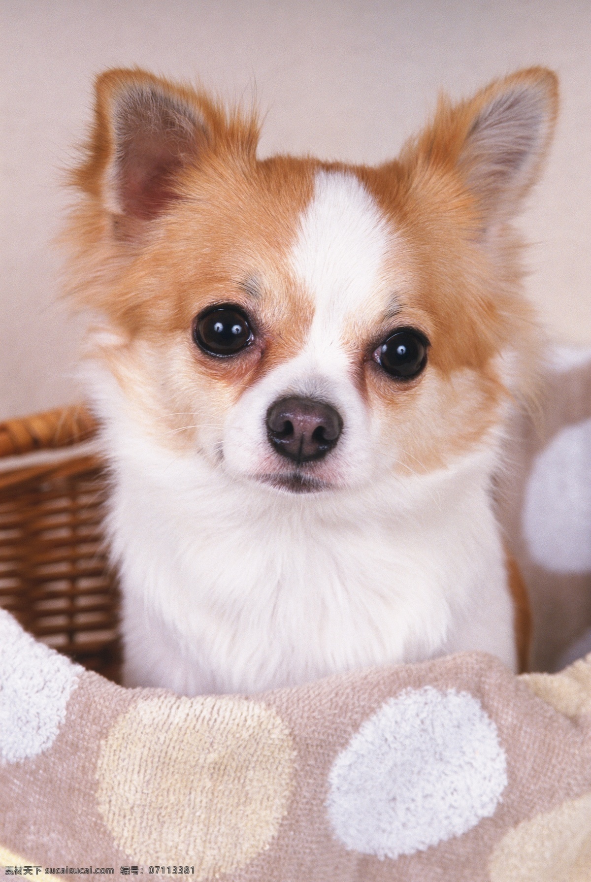 竹篮里的小狗 小狗 犬 狗图片 宠物狗 名贵犬种 宠物狗图片 可爱 小狗图片 宠物 小动物 陆地动物 生物世界 白色