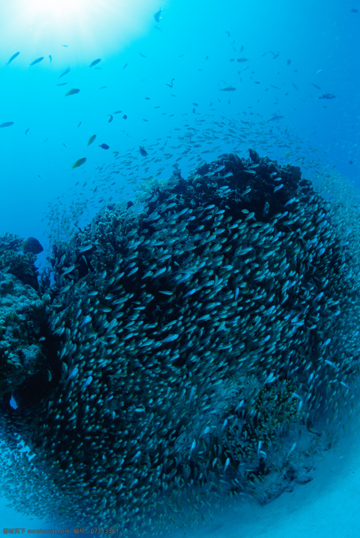 海底世界 海底乐园 海底游鱼 海洋壁纸 海底背景 海洋生物 美丽海洋 梦幻海底 海底鱼群 海底阳光 观赏鱼 游鱼 潜水 水下摄影 海底 海鱼 珊瑚 海洋 海草 大海 海水 鱼 小鱼 鱼群 鱼类 生物世界
