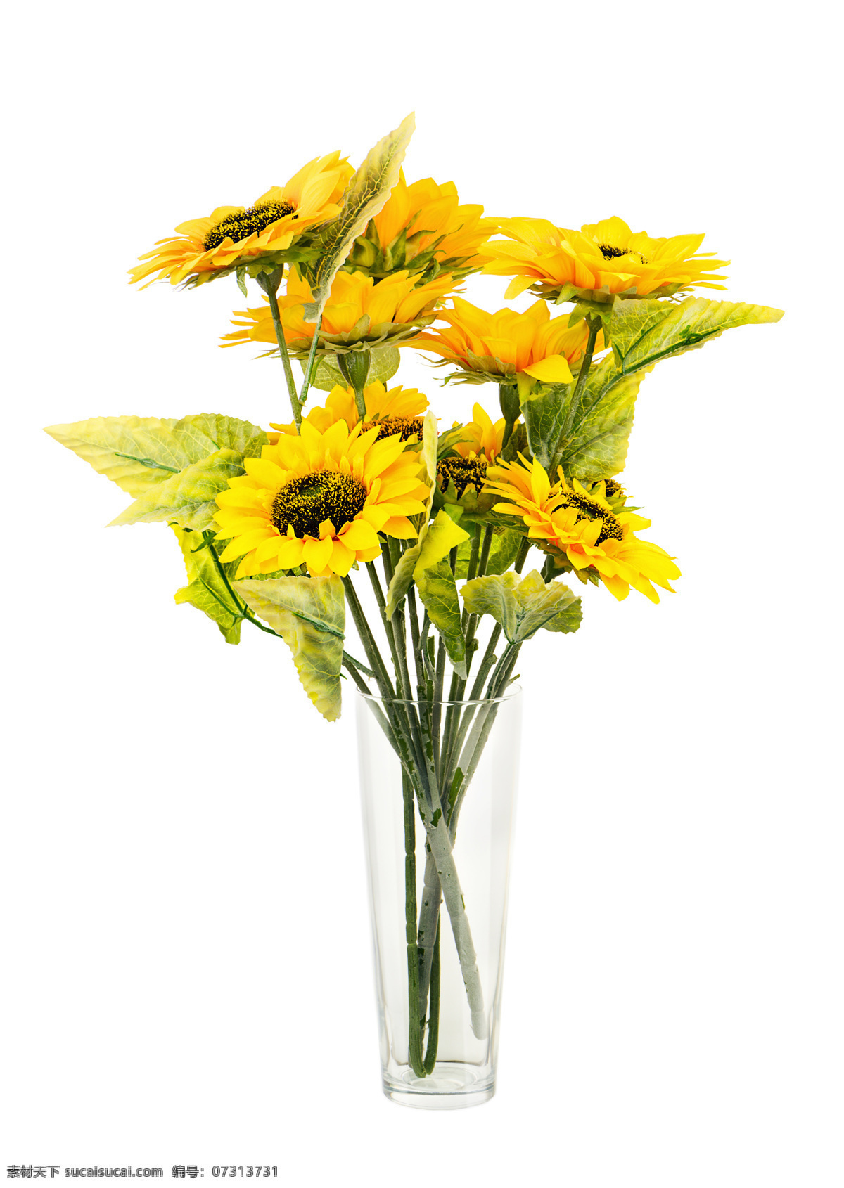 向日葵盘栽 葵花 太阳花 花海 鲜花 葵园 向阳花 向日葵园 绿叶 精神 特写 向日葵背景 向日葵海报 向日葵促销 葵花背景 唯美向日葵 葵瓜子促销 葵瓜子海报 葵瓜子背景 葵花籽背景 生物世界 花草
