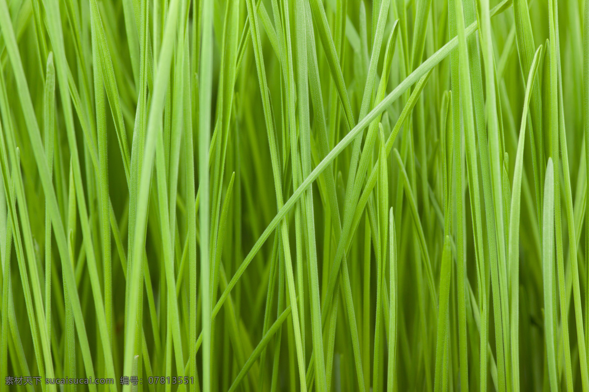 绿色的小草 小草 翠绿 野草 草地 植物 绿色 绿草 草坪 自然风景 自然景观