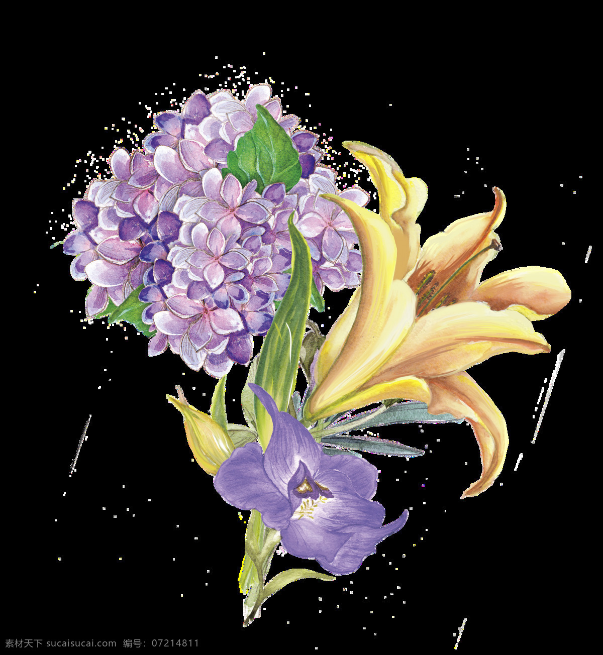 手绘 三 种 美丽 花 透明 绣球花 紫色 牵牛花 百合花 黄色 透明素材 免扣素材 装饰图片