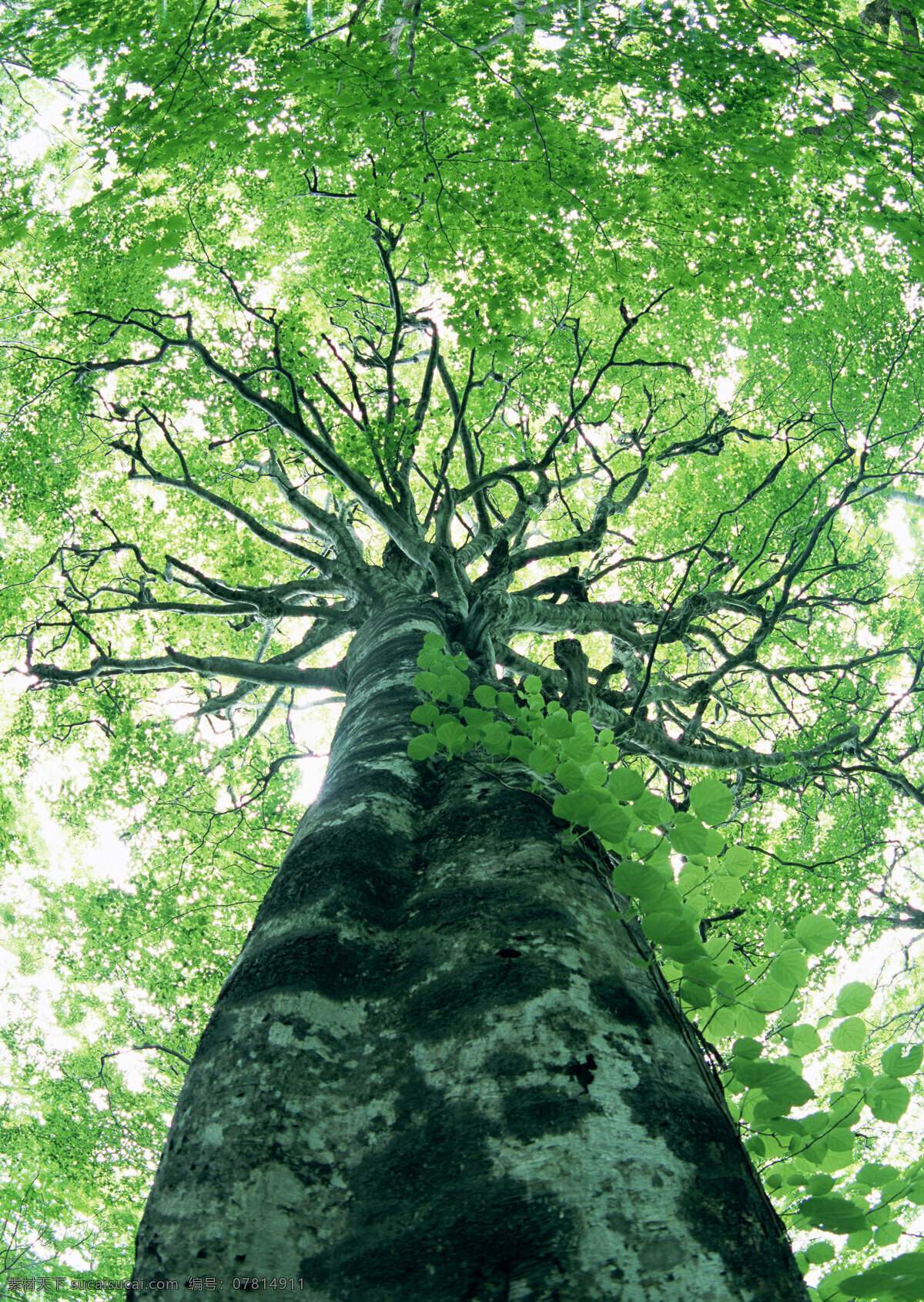 树林图片 森林树木 树林风景图片 树林高清图片 树木树叶 植物素材 生物世界 高清图片 花草树木