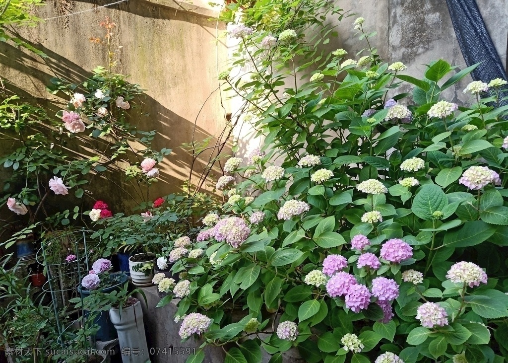 花园 花卉 月季 绣球花 八仙花 无尽夏 自然景观 自然风景