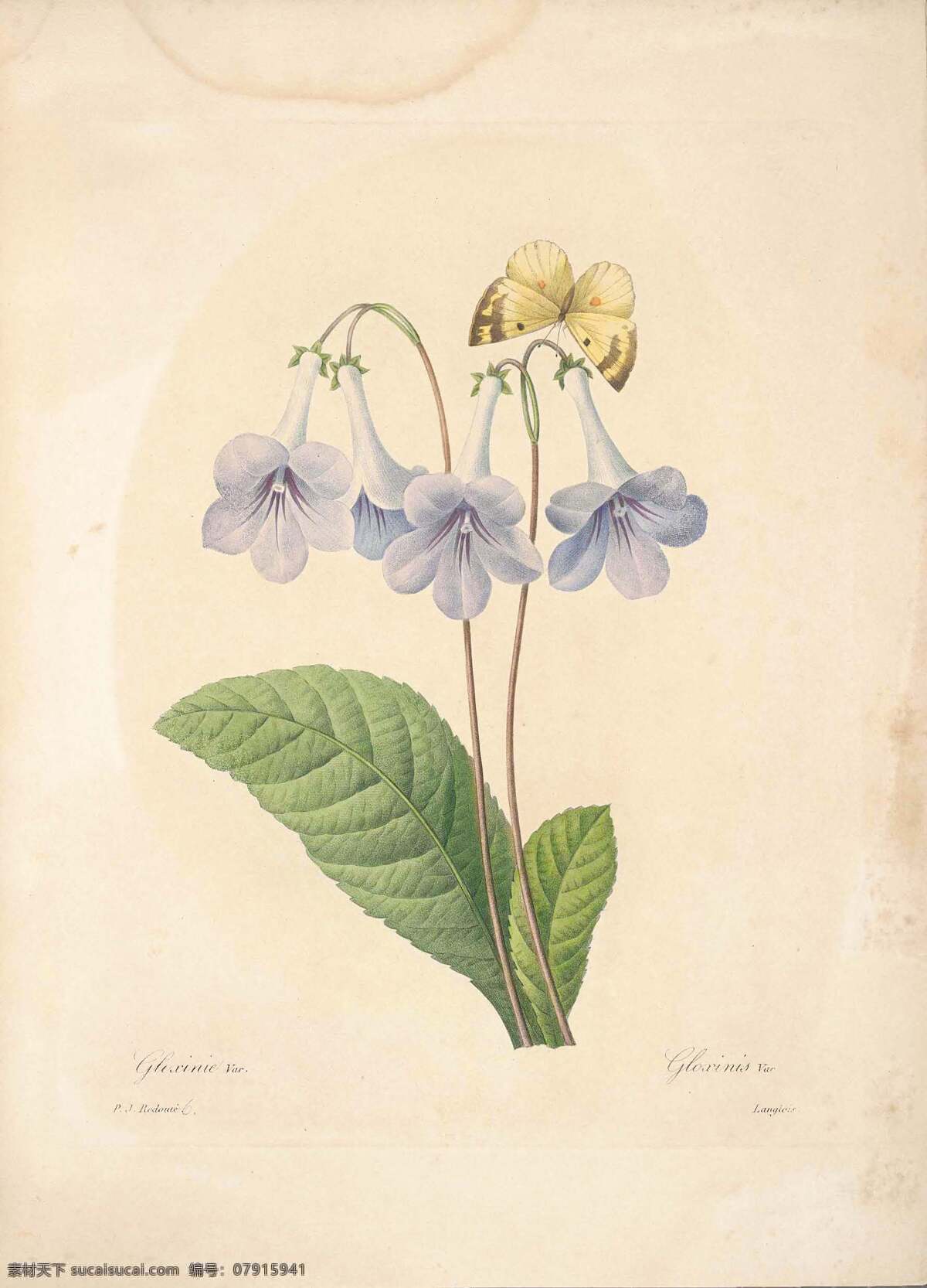 珍藏版 植物 图谱 水彩画 鲜花 仿古 绘画书法 文化艺术