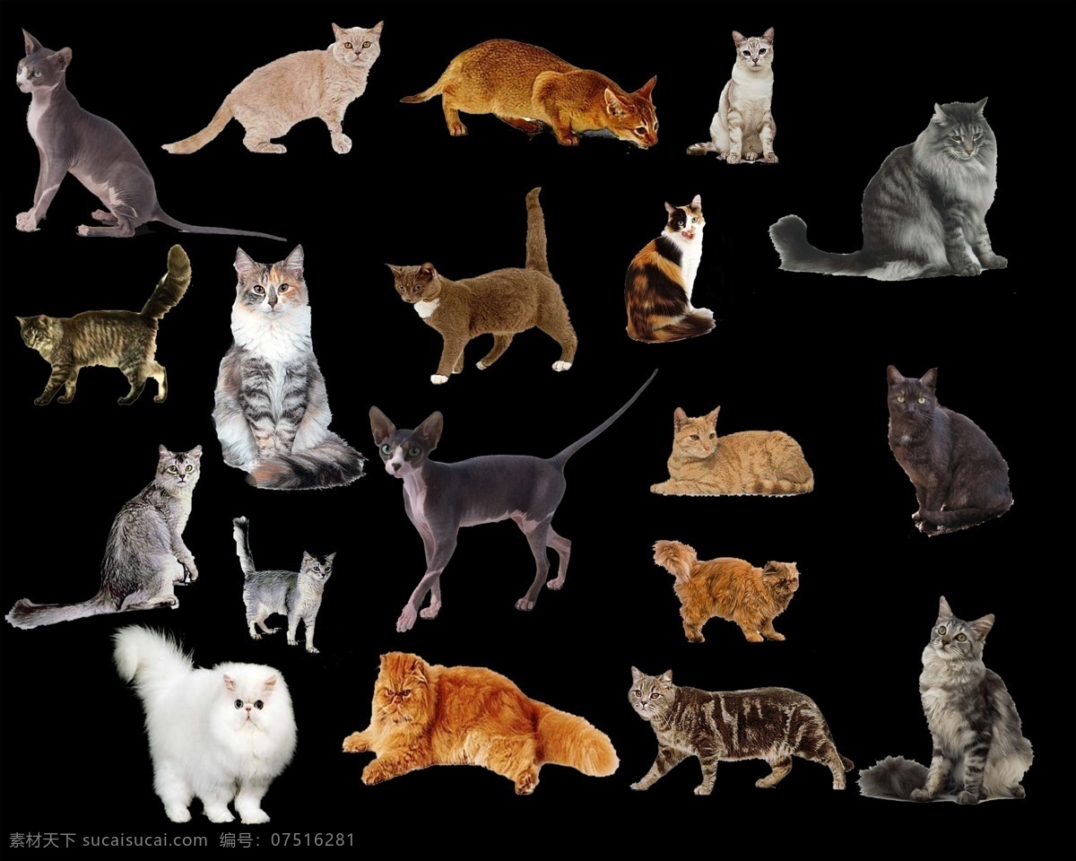 各种 姿态 猫 分层 源文件 包 cat psd分层 动物 可爱 素材包 sxzj psd源文件