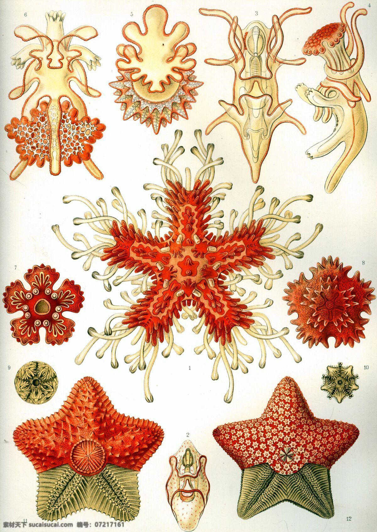 古生物 生物草图 海洋生物 平版印刷 恩斯特海克尔 生物 素描 绘画书法 文化艺术