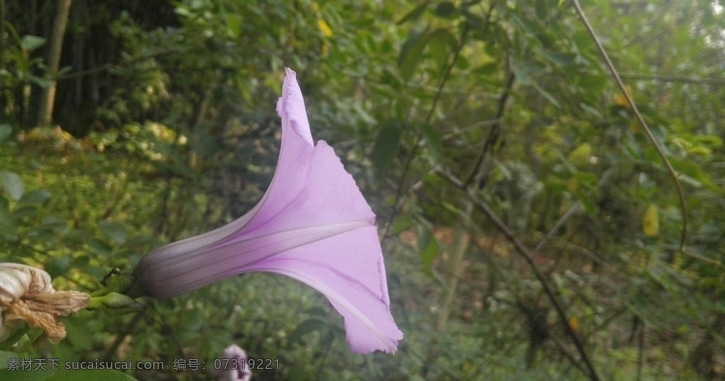 牵牛花 花 花卉 花朵 喇叭花 紫色花 粉色花 绿叶 植物 生物世界 花草