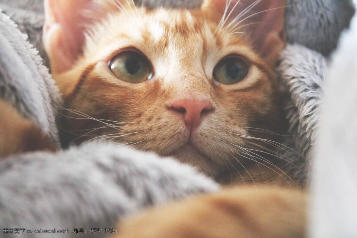猫 可爱 动物 慵懒 帅气 宠物 眼睛