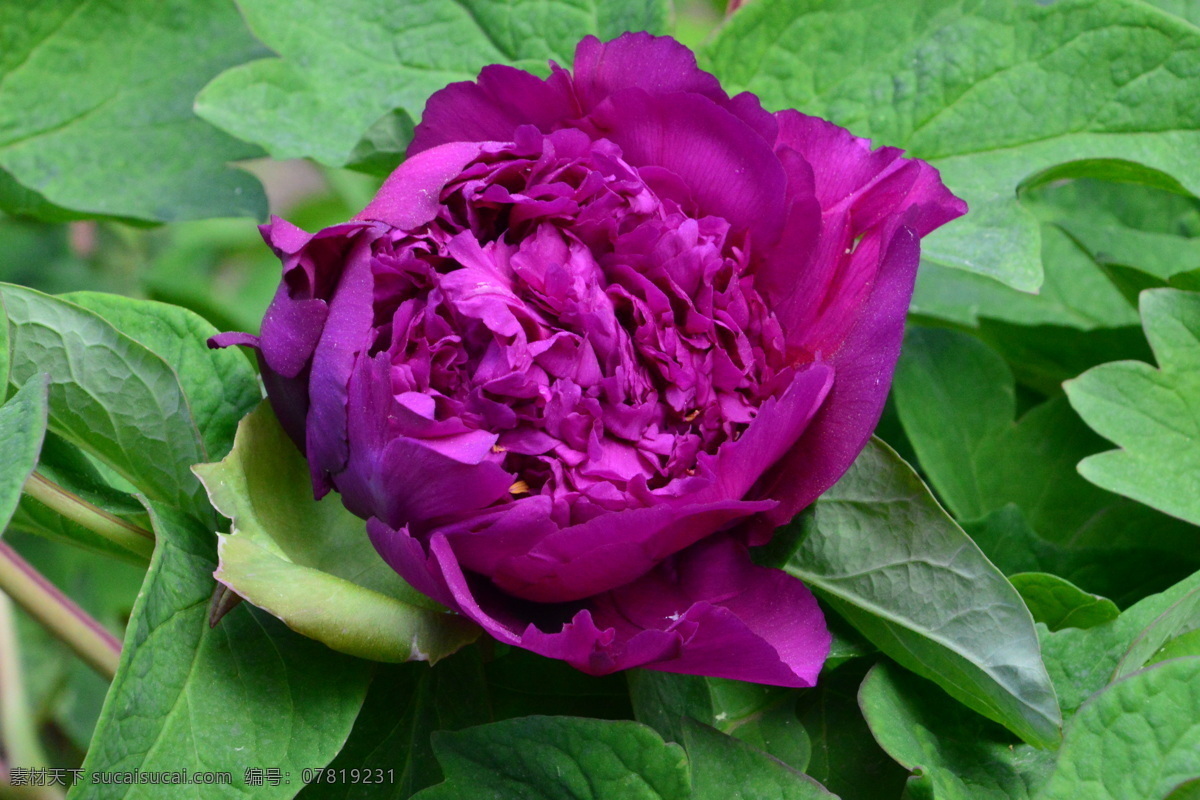 牡丹花 牡丹 观赏花卉 鼠姑 木芍药 百雨金 洛阳花 花朵 花瓣 花蕊 花卉 花儿 花草 植物 园林绿化 绿化景观 芍药牡丹 生物世界