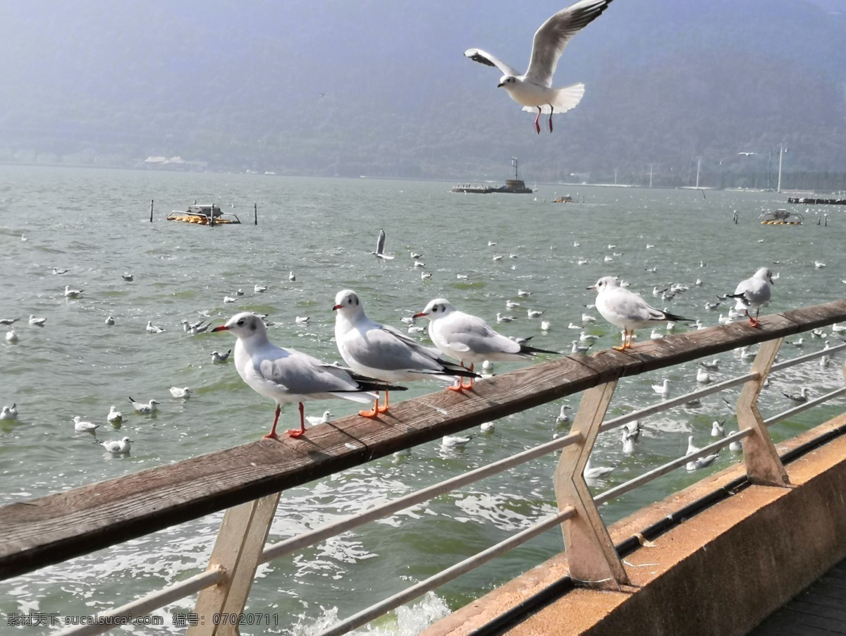 滇池海鸥 云南 昆明 滇池 海鸥 鸟 自然景观 山水风景