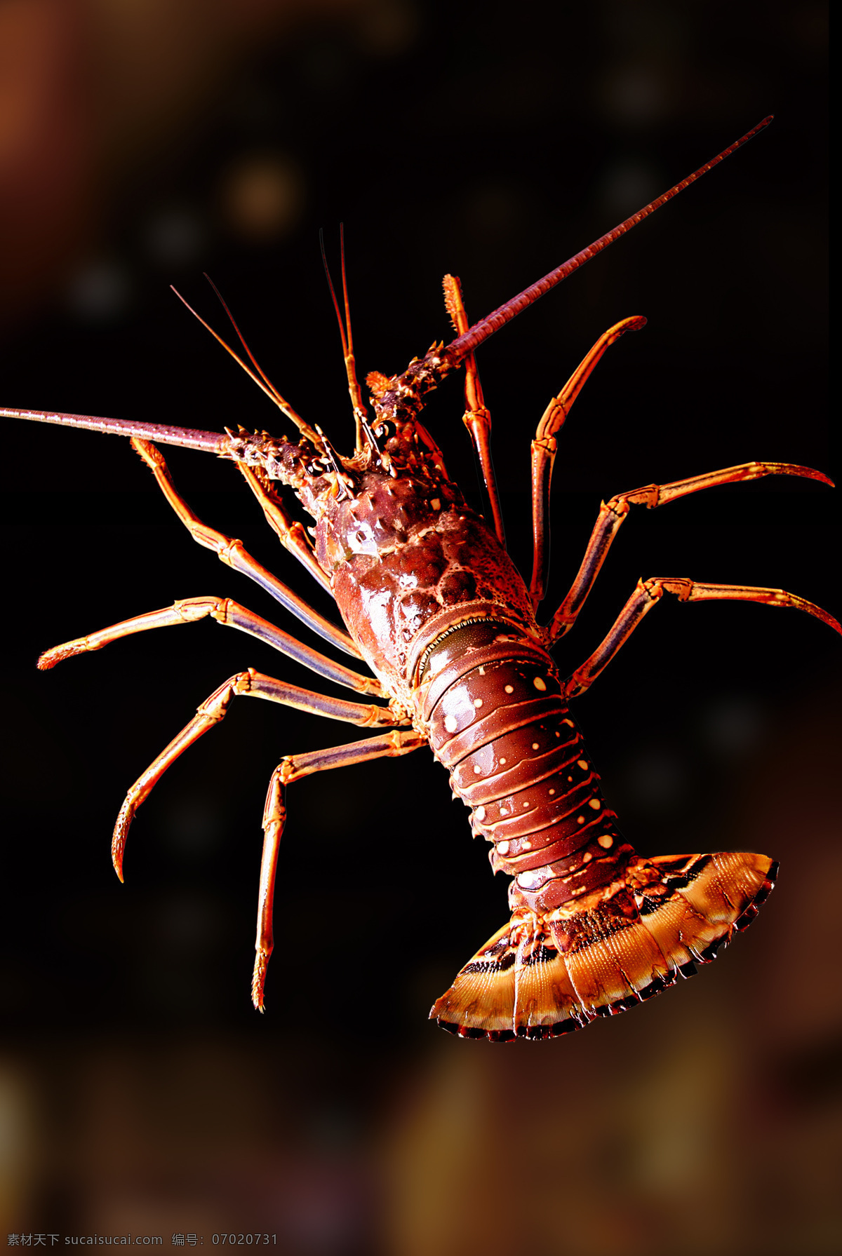 小蜜蜂龙虾 美国小蜜蜂 龙虾 虾 大龙虾 美洲螯虾 深海龙虾 缅因龙虾 进口龙虾 海洋生物 生物世界