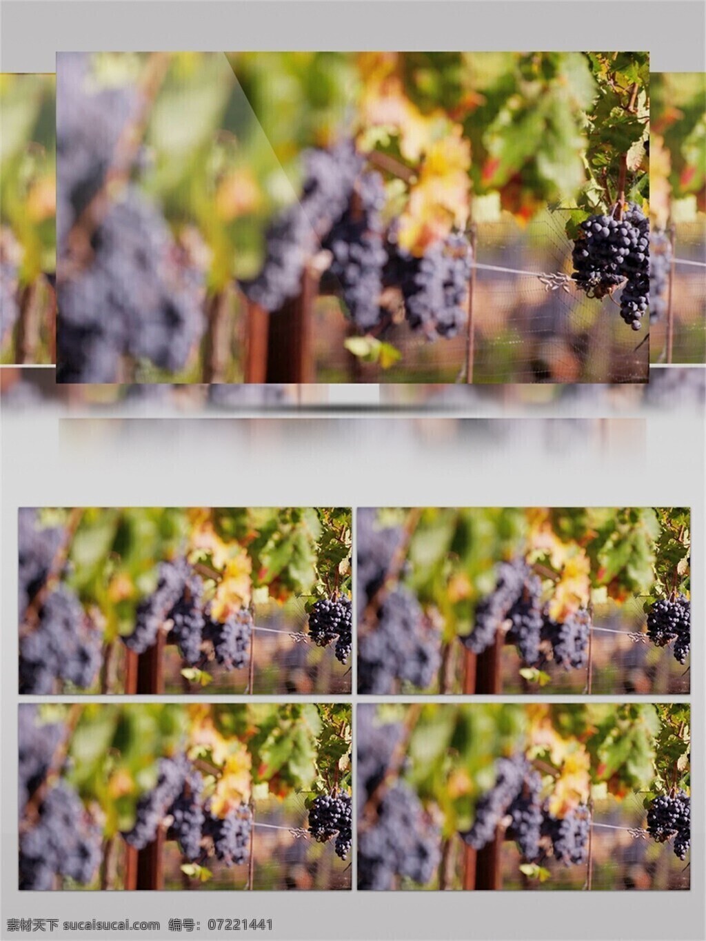 法国 葡 桃 庄园 视频 音效 新鲜 采摘 绿色 红酒 叶子 水果 视频音效