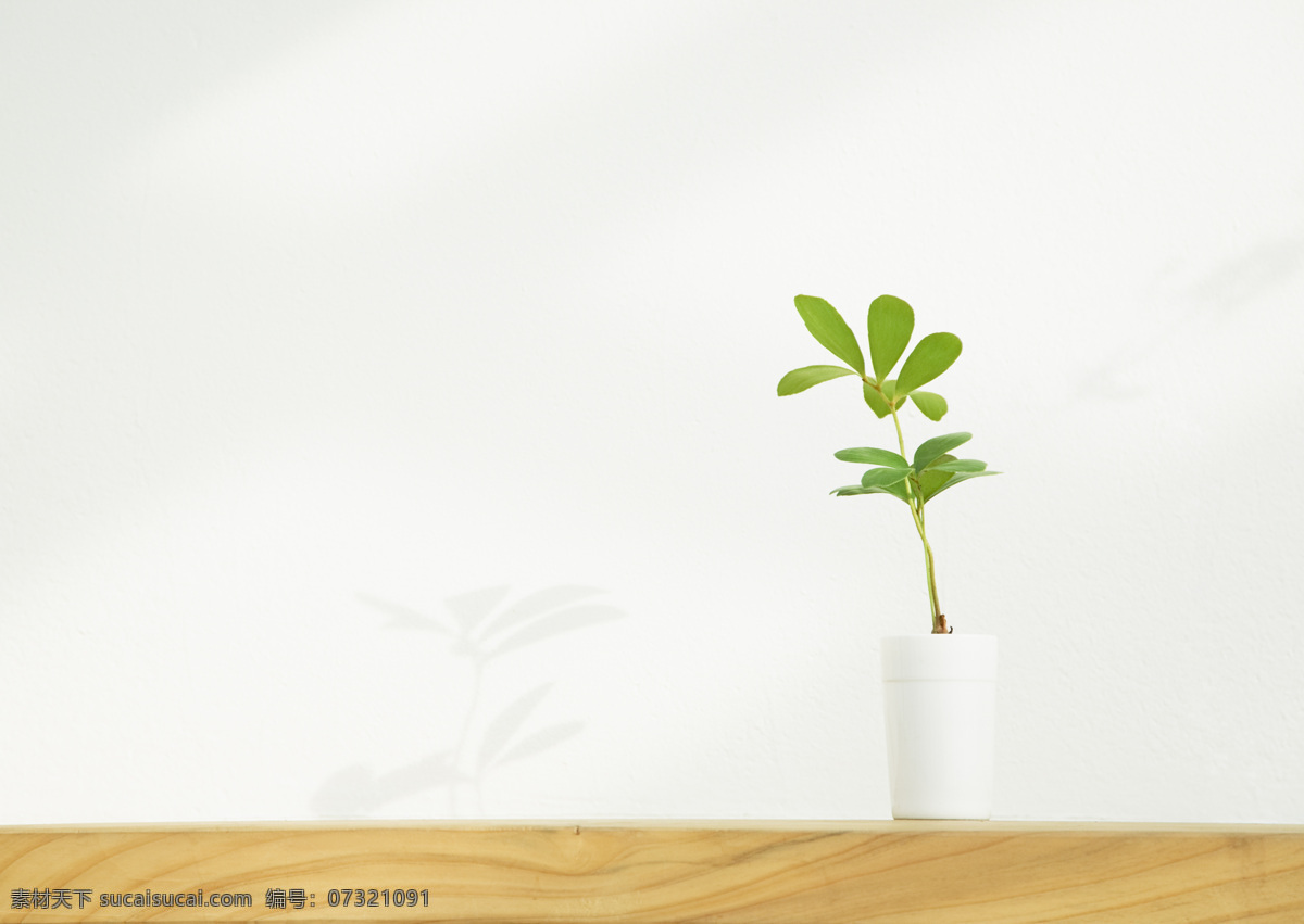 清新的绿植 植物 盆栽 生物世界 花草