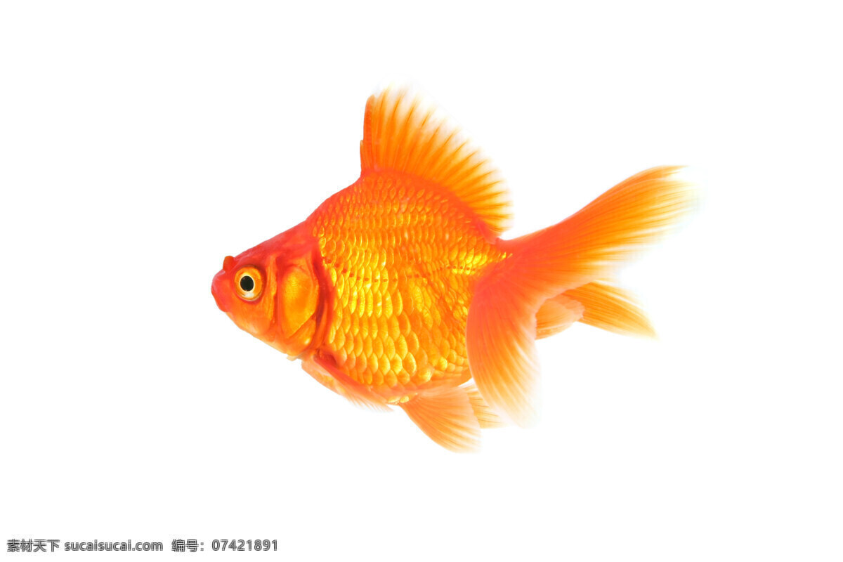 金鱼 红色 生物 生物世界 鱼类