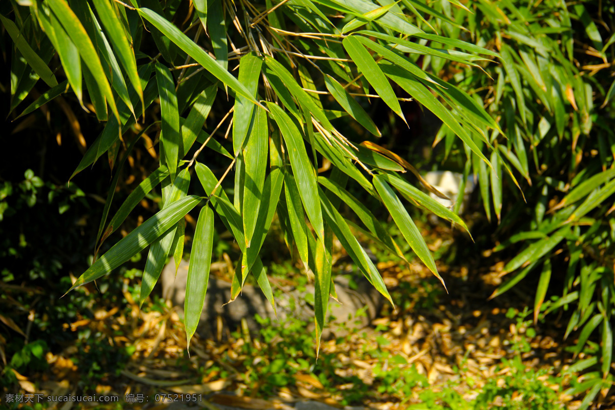 竹叶 竹子 青竹 绿色 绿叶 叶子 竹林 叶 生态 生物世界 树木树叶