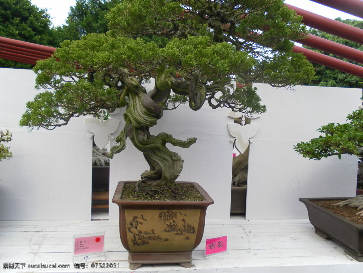 花卉展览图 花卉展览 树木 叶子 树枝 铜奖 品名 真怡 花盆 树木树叶 生物世界