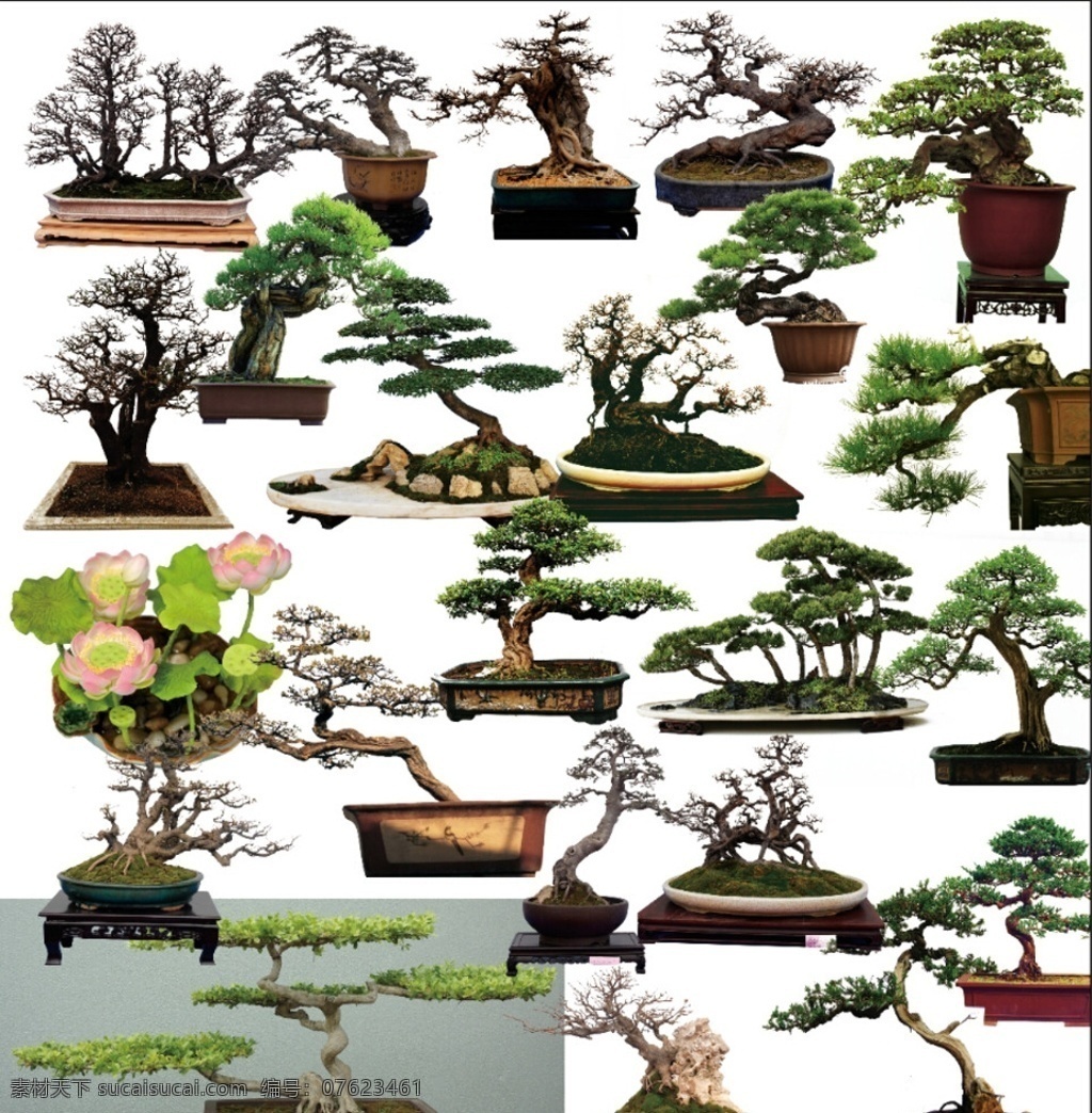 盆景 松树 荷花 盆栽 花盆 盆景树 生物世界 树木树叶