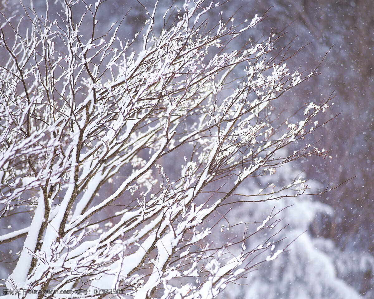 雪松 世界 白雪皑皑 雪景 白雪风光 森林大雪 风景 生活 旅游餐饮