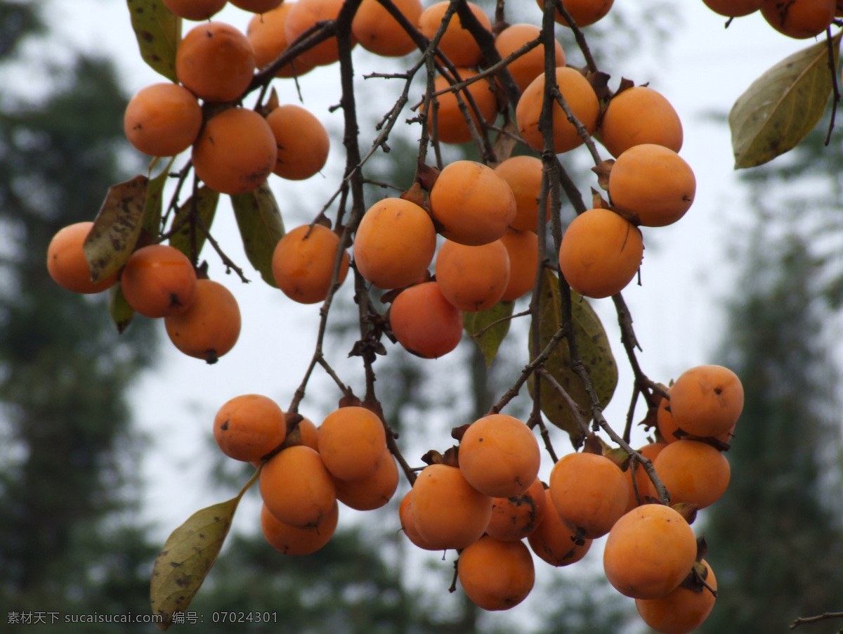 秋天水果 柿子 成熟水果 秋天 高清图片下载