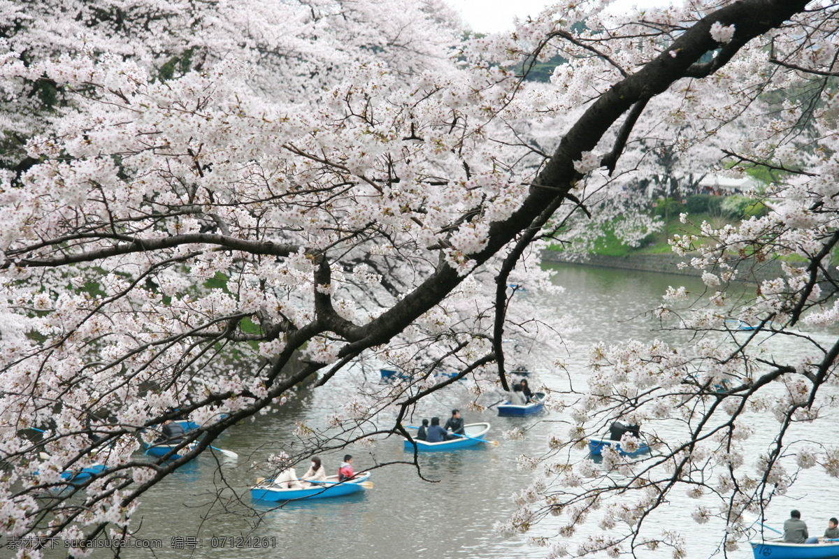 日本樱花季 日本樱花 划船 河流 樱花季 日本 旅游摄影 国外旅游