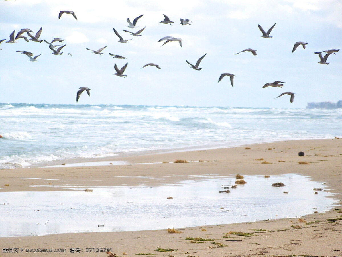 海滩飞鸟 海滩 海岸 沙滩 大海 海洋 潮水 海水 海边 飞鸟 鸟 鸟群 群鸟 鸟儿 鸟类 海边风景 风景图 自然景观 自然风景