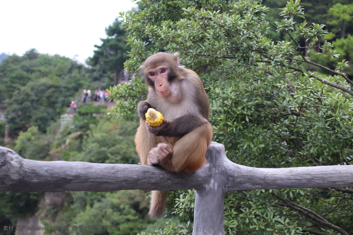 野生动物 喂猴子 野生猴子 自然景观
