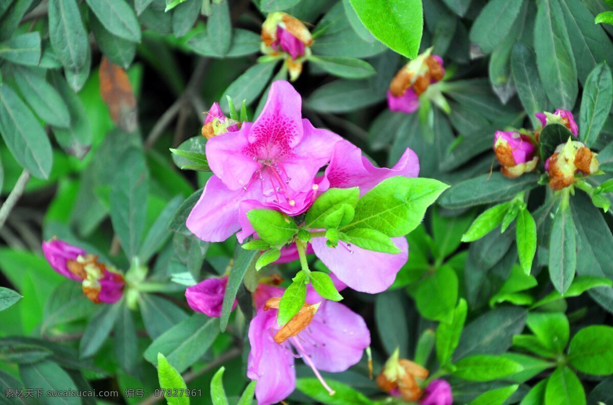 杜鹃花 映山红 香洲广场 园林 花草 生物世界