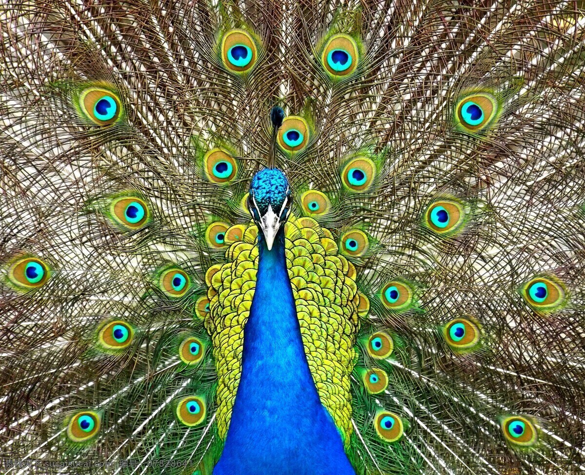 孔雀 动物 壁纸 鸟类 百鸟之王 生物世界
