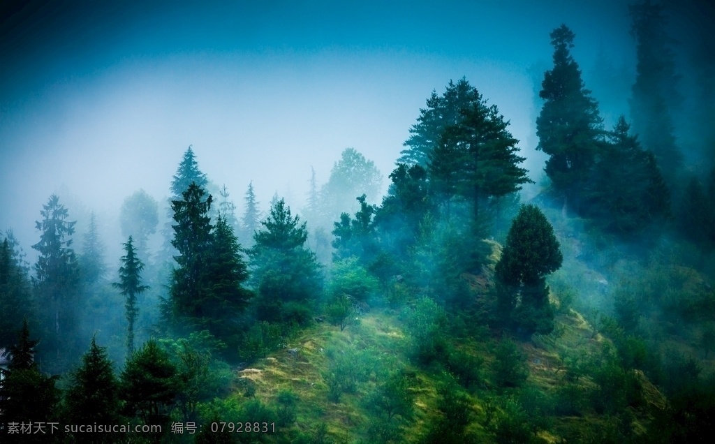 森林风景图片 自然景观 森林风景 行道树 行道树风景 自然风景 唯美风景 风景 风景图片 风景壁纸 大自然风景 自然风光 大自然风光 唯美图片 唯美壁纸 创意图片 植物 植物图片 绿色植物 花草树木 电脑壁纸 美景 美景图片 美景壁纸 旅游风景 森林 森林景观 森林植物