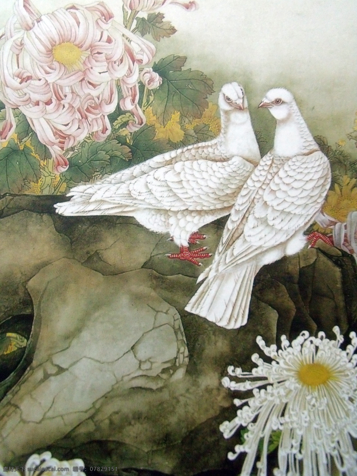 国画 鸽子 菊花 花鸟画 水墨花卉植物 中国画 绘画艺术 水墨画 装饰画 中堂画 书画文字 文化艺术