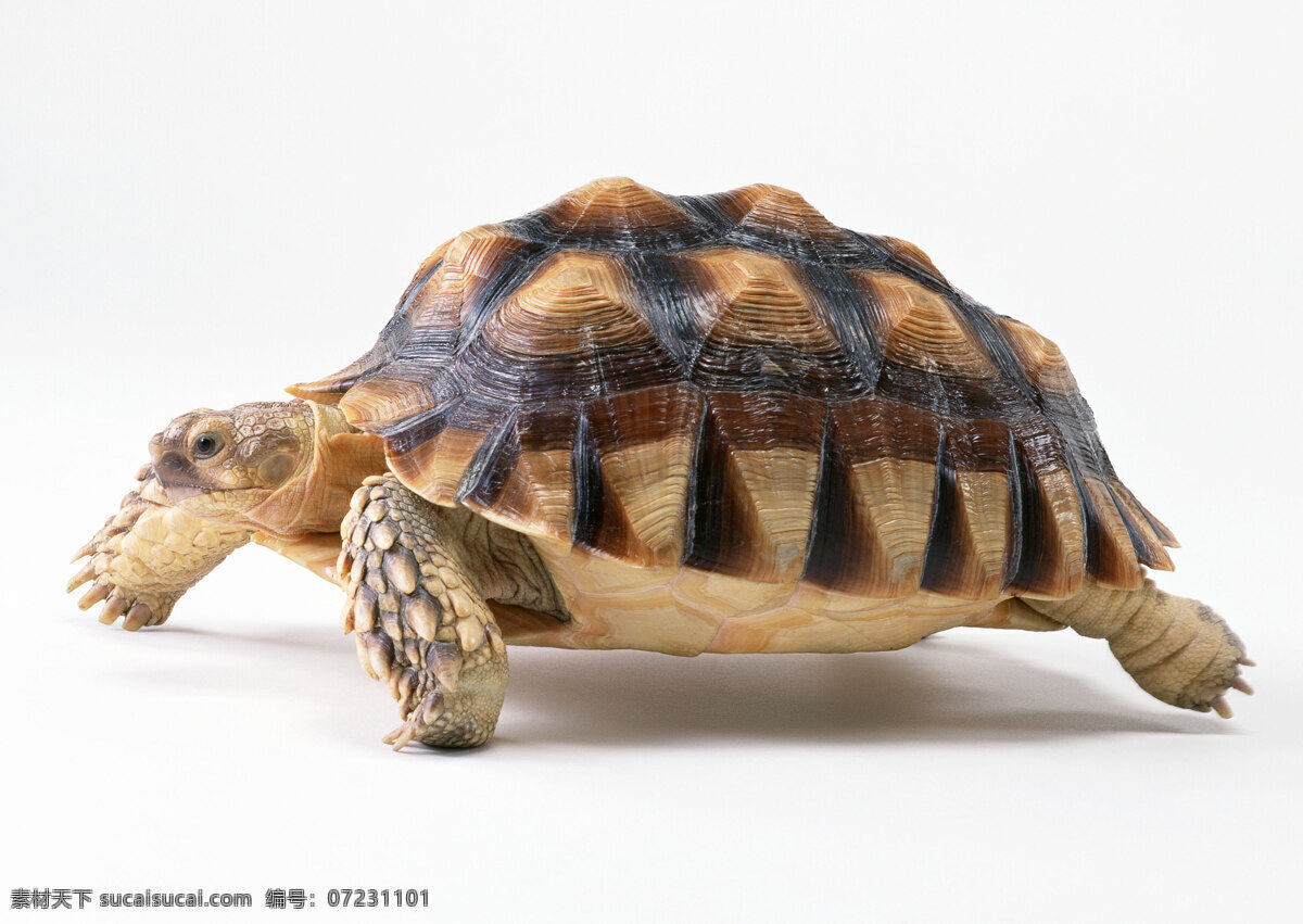 乌龟 海龟 陆地龟 爬行动物 野生动物 生物世界