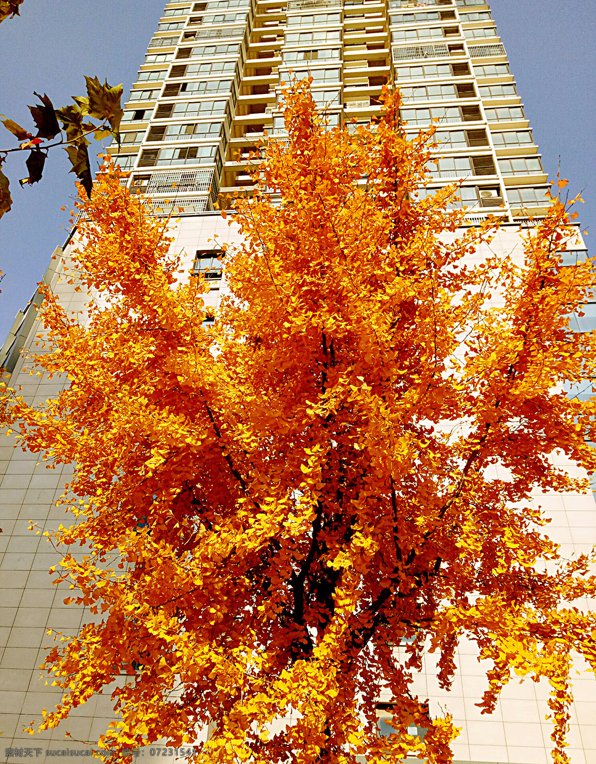 金黄 银杏 树叶 黄色 银杏树叶 秋天 高楼 自然景观 自然风景