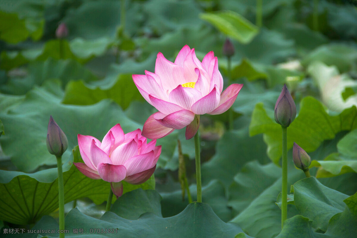 莲花池 莲花 荷叶 荷花香 荷塘 荷池 莲蓬 莲藕 花粉 荷花 红莲花 红莲 生物世界 花草