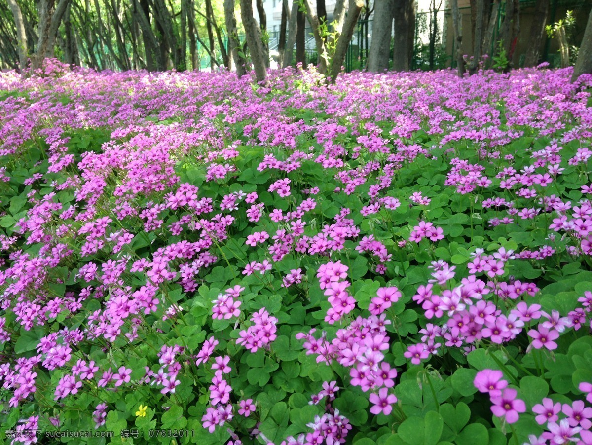 三叶草 特写 春天 红花 绿色 三叶草花 花草 生物世界