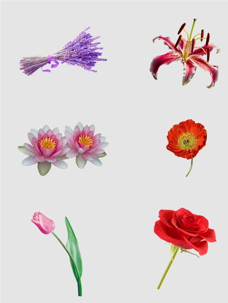 红色 鲜花 免 扣 花朵 高清玫瑰 玫瑰图片 玫瑰素材 png玫瑰 婚礼婚庆 情人节 邀请函 情人节贺卡 小报素材 花卉 鲜花素材 情人节素材 红玫瑰 手绘花 情人节元素 粉红玫瑰 七夕节素材 玫瑰 手绘玫瑰 png图片 图片png 手绘图片 扣图 玫瑰手绘 花鸟鱼虫