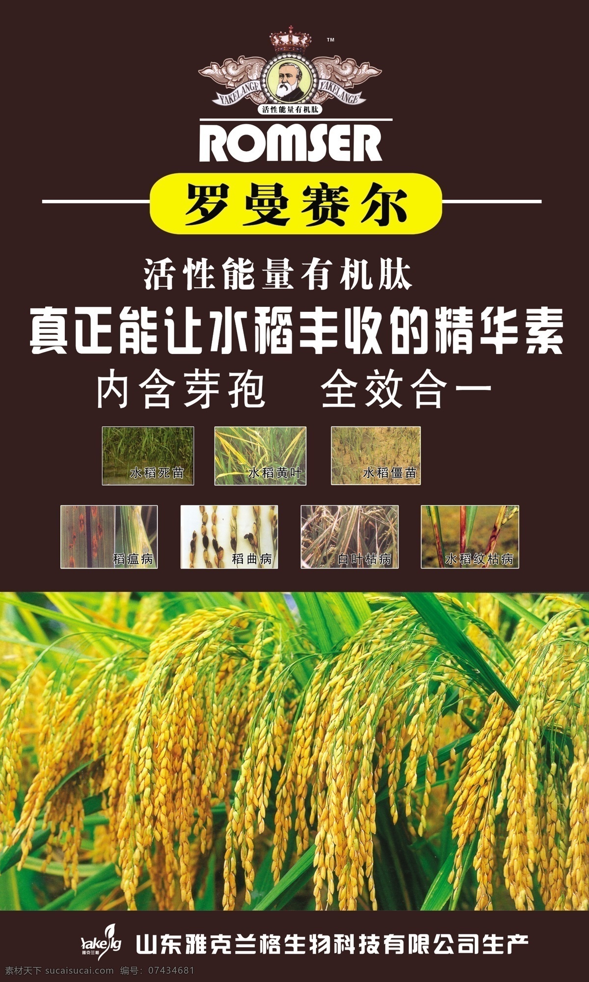 广告设计模板 农业 其他模版 源文件 水稻 宣传 模板下载 水稻宣传素材 水稻病害 咖啡色宣传画 农药宣传画 农资宣传素材 农业资料 psd源文件 餐饮素材