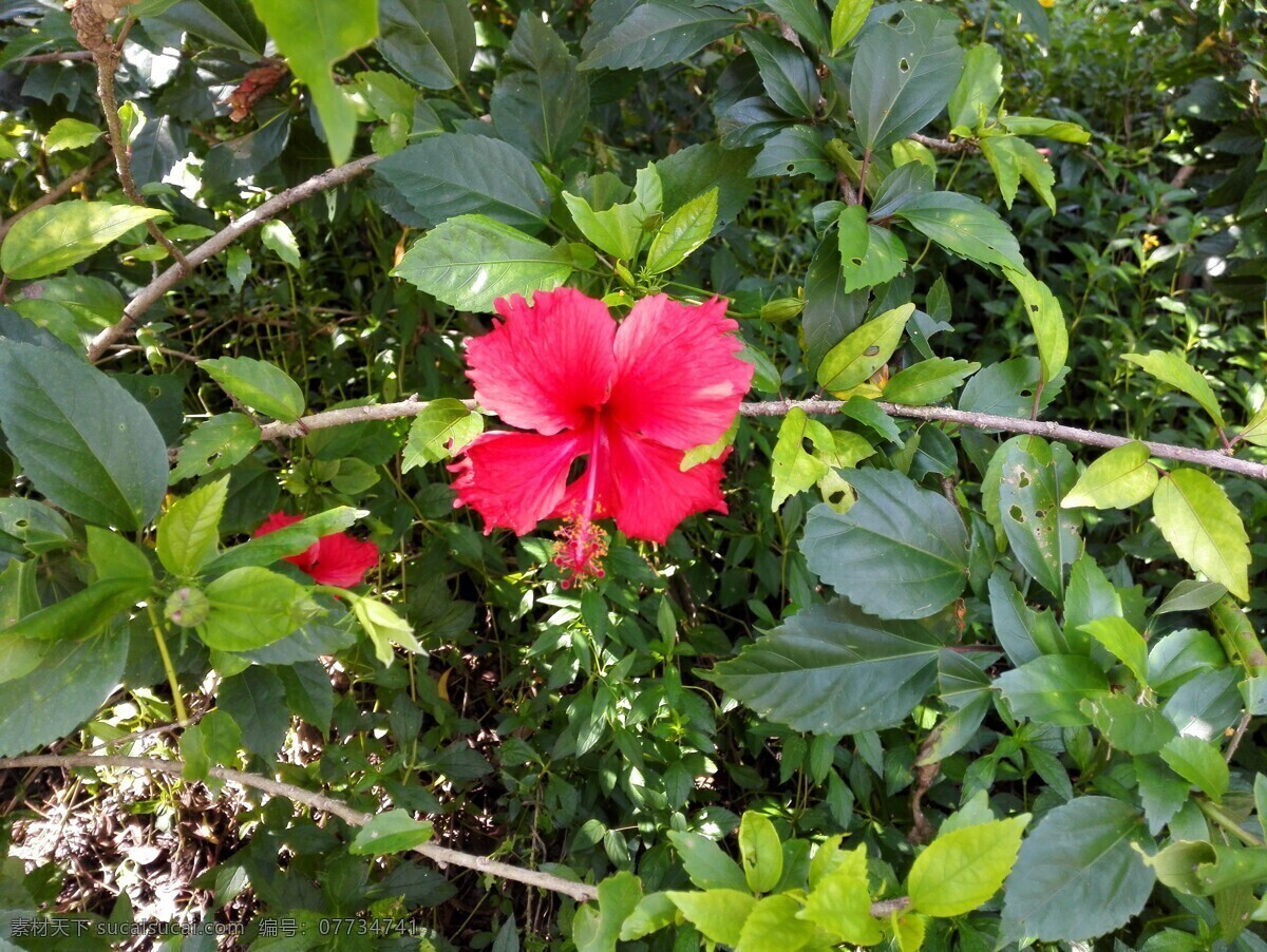 花 风景 美丽 草 绿叶 生物世界 花草 绿色