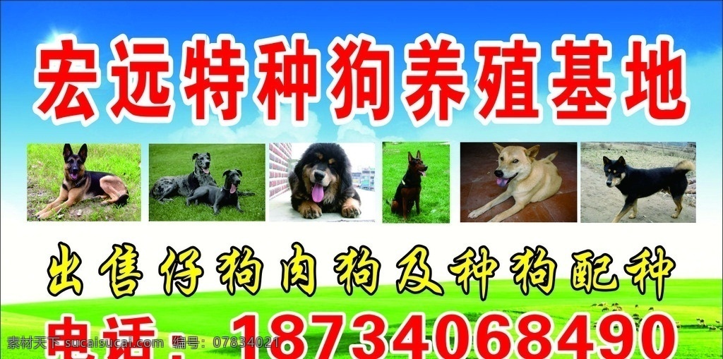 宏远 特种 狗 养殖 基地 养狗场 名犬配种 出售幼犬 对外配狗 各种狗图片 养狗 犬 配狗 出售狗苗 狗苗