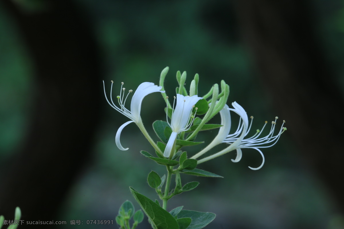 金银花 忍冬 花儿 花朵 花瓣 花蕊 藤蔓 花卉 植物 花草 绿化景观 花卉大观园 生物世界