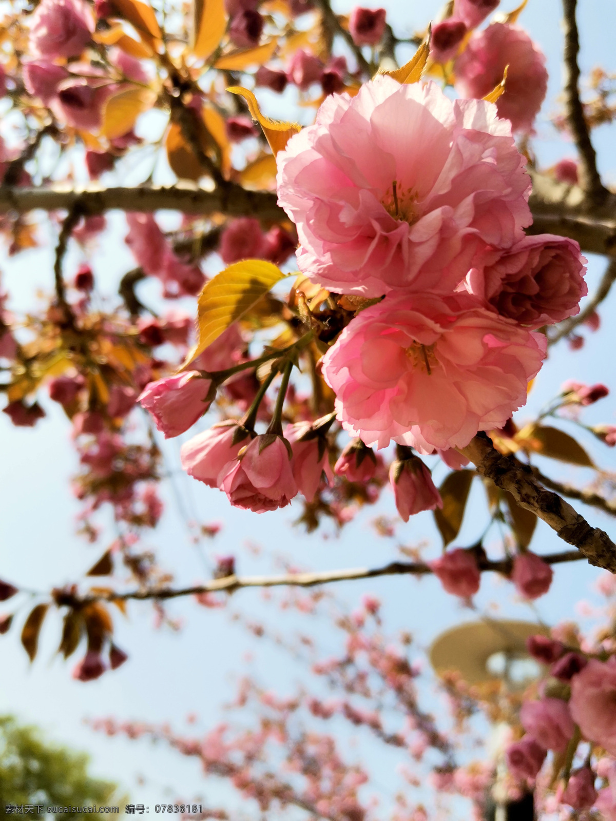 日本晚樱 花 樱花 绽放 晚樱 花瓣 植物 樱花特写 手机摄影 生物世界 花草