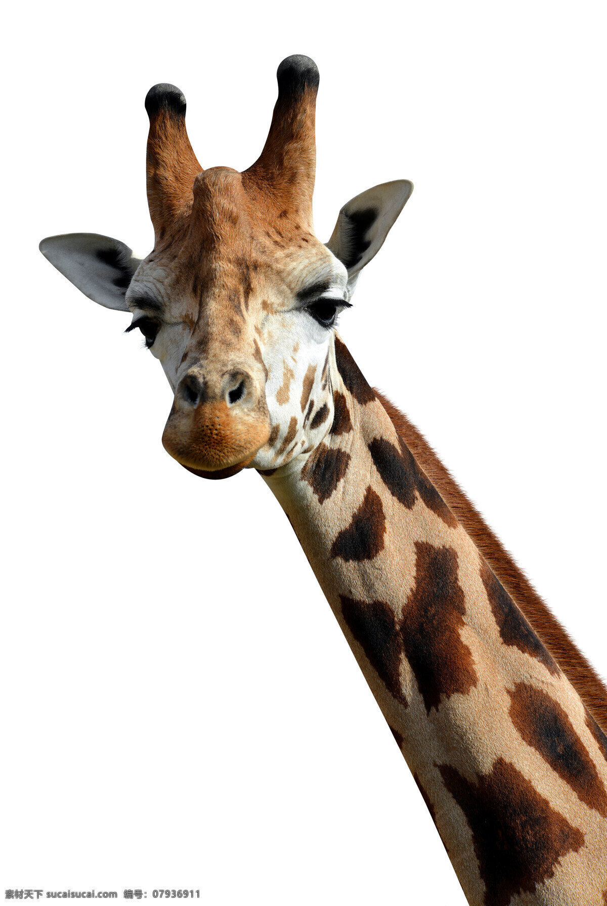 长颈鹿 长颈鹿群 鹿 长脖鹿 陆生动物 草食动物 动物 生物世界 野生动物