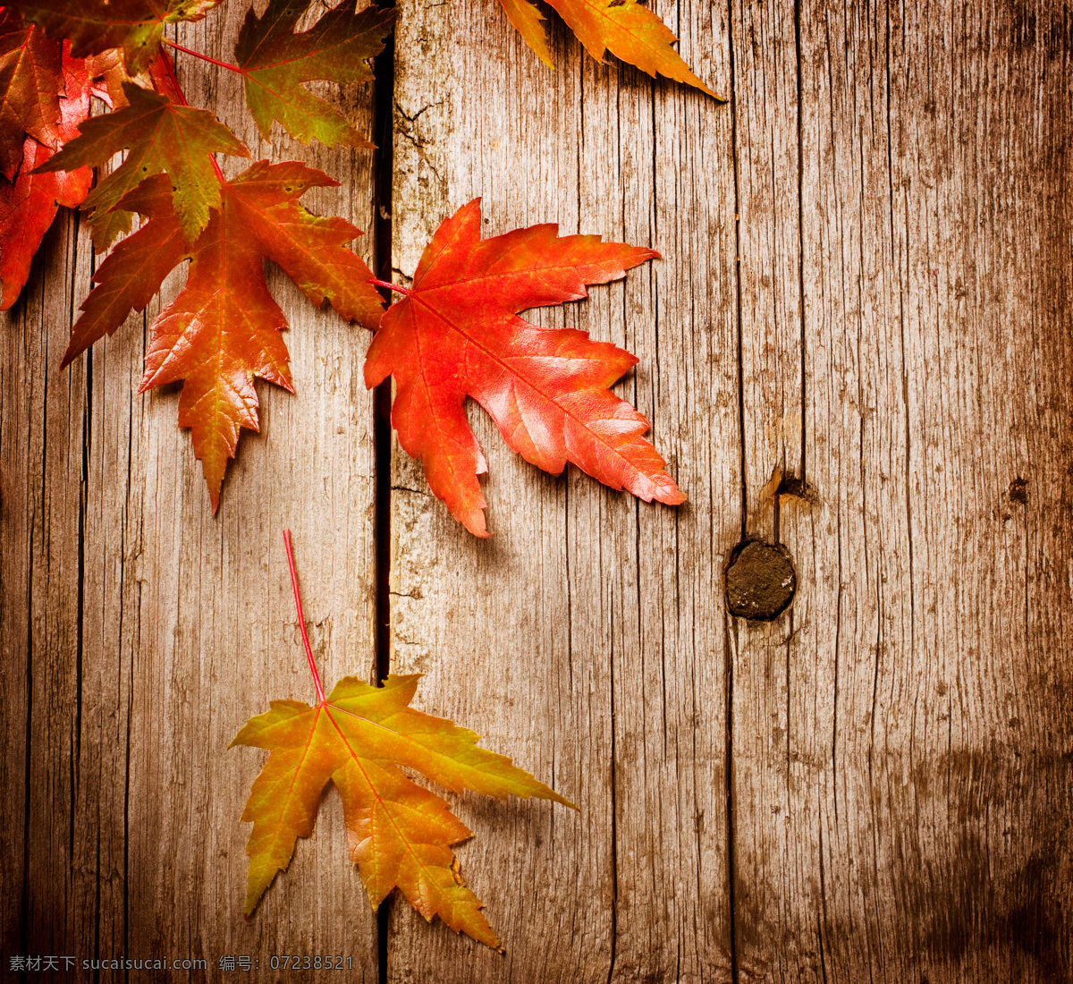 秋天落叶背景 季节 秋天 落叶 背景 木质背景 花草树木 生物世界 红色